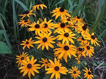 Газон: САЖЕНЦЫ САМШИТЫ саженцы кустарников саженцы магнолии саженцы олеандра at lalafo.kg — 7 Газон: САЖЕНЦЫ САМШИТЫ саженцы кустарников саженцы магнолии саженцы олеандра — 7