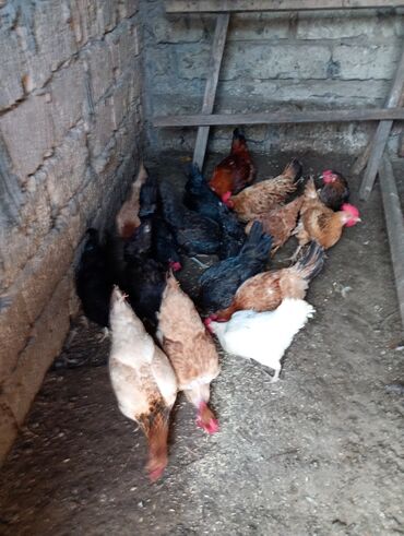 Toyuqlar: Salam. Toyoq. Xoruz. satlır. Ünvan. Şüvələn. qiymət. toyoq. 13 — 4