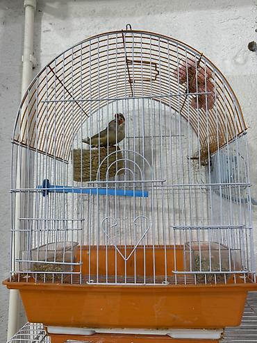 afcarka balasi erkey: Məhsul: Zebra ispinozu cütlüyü (tağlı qəfəsdə), yuva səbəti və — 6