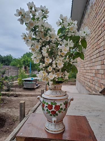 Смородина: Смородина — 9