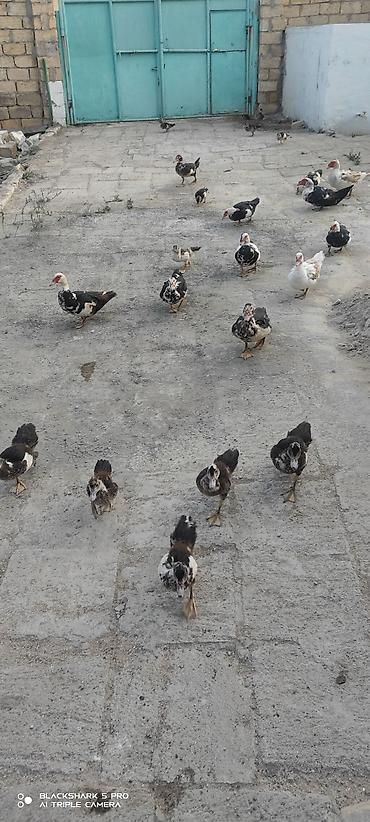 Сельхозптицы: Muscovy Lal ördəklər (indoutka) – yaşlı və bala qarışıq sürü - Cins — 10