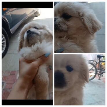 İtlər: Pekines, 2 ay, Erkek, Peyvəndli, Ünvandan götürmə