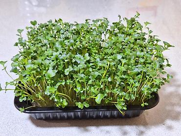 Микрозелень: Микрозелень и молодые травы в кассетах - Ассортимент: микрозелень — 26