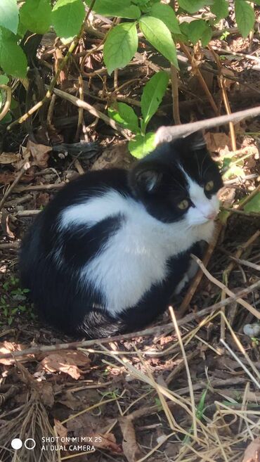 пальто альпака турция цена: Отдам котят в добрые руки 🐱 Ищем заботливых хозяев для трёх котят (все