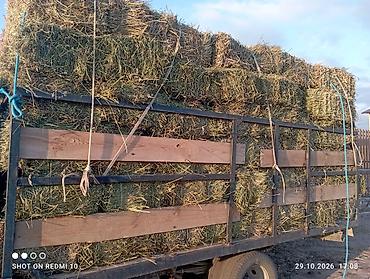 компрессор для аквариума бесшумный купить: Эспарцет 110 тук сатылат Ысык кол Бостериде доставка бар — 1