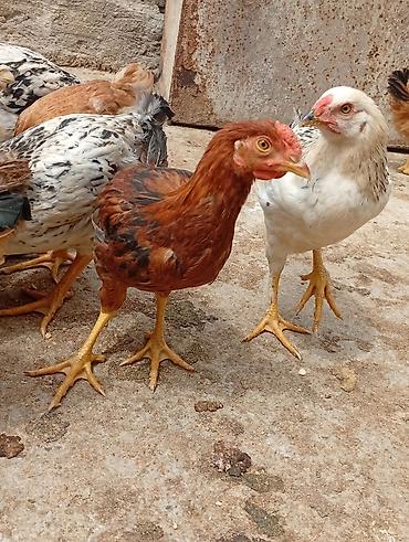 bulbul quşu satışı: Sağlam və baxımlı cücələr satılır . 2 aylıqdır. Kənd şəraitində — 4