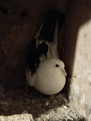 Göyərçinlər: Salam Aleykum çep maya tutulmadi dikelib oynuyan qusdu maya 25m — 9