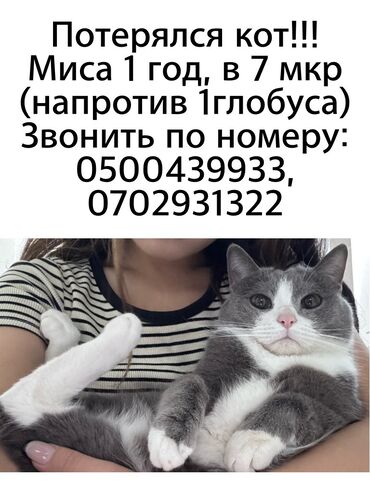 манчкин кот: ПОТЕРЯЛСЯ КОТ