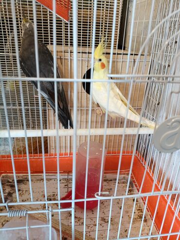 çardaq quşun yuvası: 9 aylıqdır ikisidə, Sarı olan Ələ Öyrəşib, Yumurta yuvası+Setka+su