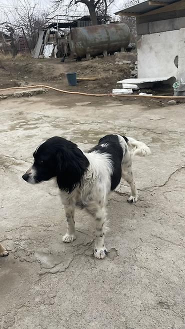 Отдам даром собаку: Собака русский охотничий спаниель, мелкая/средняя, черно-белого окраса — 9
