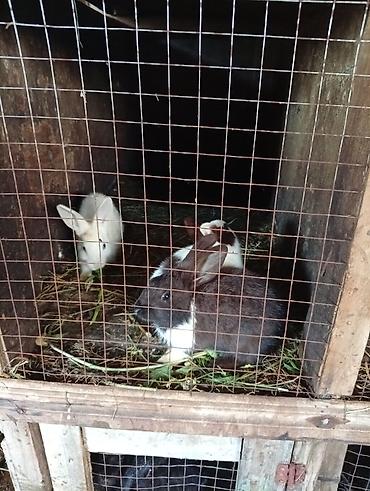 bakida cins ineklerin satisi: Doşnları satıram 11böyüg dovşanlar var 3 Erkey qalanı dişi ballarda — 1
