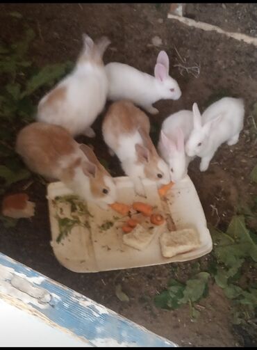 karlik dovşanlar: Hopdum satiw biri 7 azn
tek ve ya cüt isdiyene 10 azn