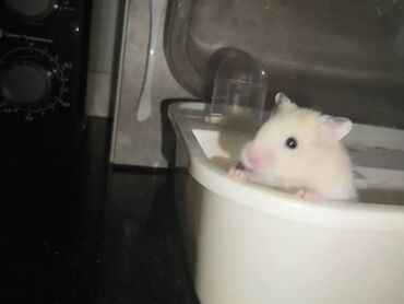 хомяки клетка: 🐹 Очаровательная хомячиха с полным приданым ищет новый дом! Срочно и