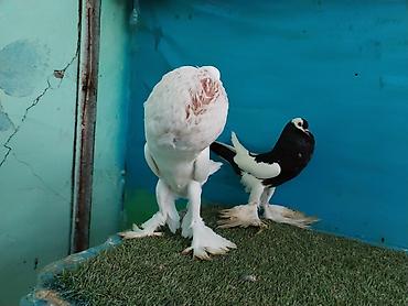 Göyərçinlər: Satilir pomeran Dutular 2 Cut Var cutu 120 Manatdi Bir cut Ag Qara Var — 8