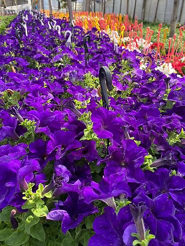 bənovşəyi gullər: Məhsul: Saksıda petuniya (Petunia) dekorativ çiçəklər Təsvir: - Rəng — 9