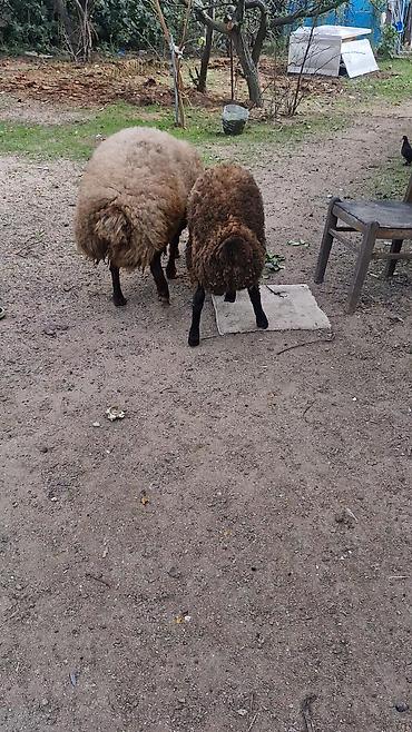 pit dermani: 2 dənə Qala cinsi baci qardas,disi 1 il nece ayligdi hələ cüte — 6