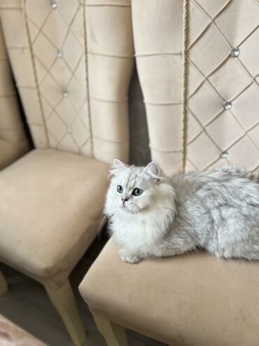 Akvariumlar: Növ: Uzun tüklü ev pişiyi (gümüş rəngli) silver chinchilla longhair