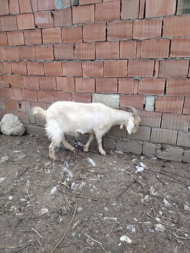 Keçi, çəpiş: Keçilər dəsti satılır – ümumi 6 baş • 1 baş hələpnən × sanen dönməsi — 12