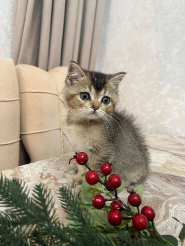 Pişiklər: Britan -da lalafo.az — 2 Pişiklər: Britan — 2