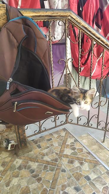 sirin pisikler: Dişi, Ünvandan götürmə — 8
