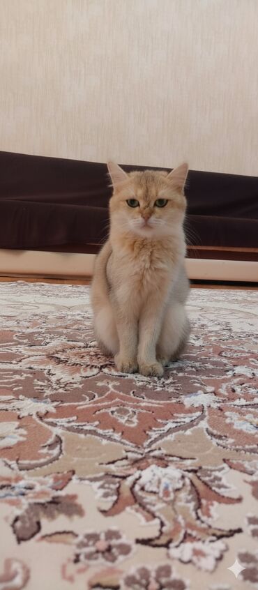 котёнка в добрые руки: Qızıl şinşilla
