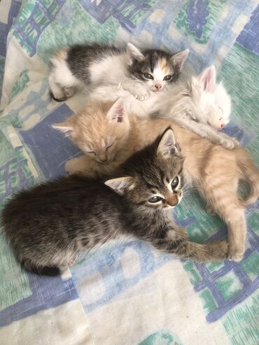 сиамские котята бишкек: ПРОДАЮТСЯ КОТЯТА!! всем около 2х-3х месяцев !ищут новый дом с хорошими