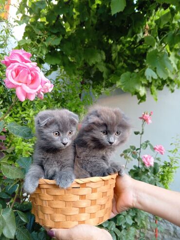 scottish fold qiymeti: Erkək, Dişi, Ünvandan götürmə, Ödənişli çatdırılma