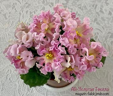 орхидеи детки: Продаю деткистартеры сортовых фиалок🌺🌿🌺. От 100сом. Есть взрослые — 10