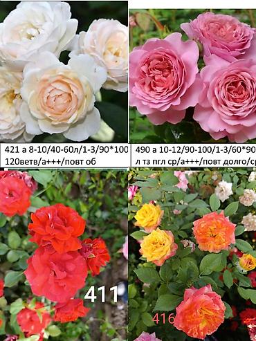 Роза: Саженцы — 7