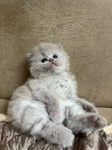 Pişiklər: Şotland, Dişi, Yaxşı əllərə, Ünvandan götürmə, Pulsuz çatdırılma, Ödənişli çatdırılma — 31