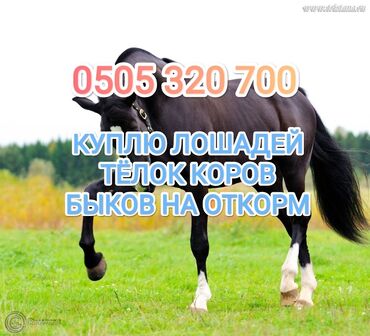 скот продаю: Куплю | Коровы, быки, Лошади, кони | На откорм, Откормленные, Самовывоз