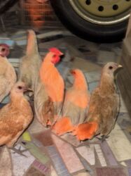 домашние куры купить: Срочно продам