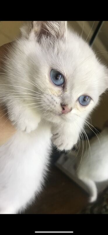 Шиншилла, Самка
