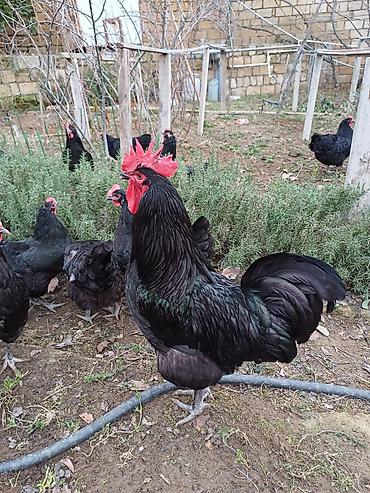 Toyuq, Australorp, Damazlıq lalafo.az -da Toyuq, Australorp, Damazlıq