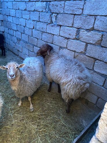 Qoyunlar, qoçlar: Erkək, Qala, il: 2, Damazlıq, Ünvandan götürmə — 4