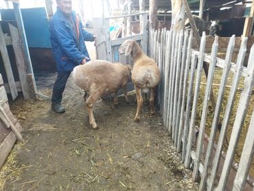 Баран, овца: Продаю | Баран (самец) | Для разведения | Осеменитель — 1
