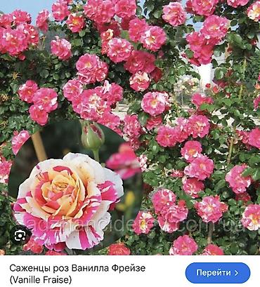 Роза: Саженцы — 4