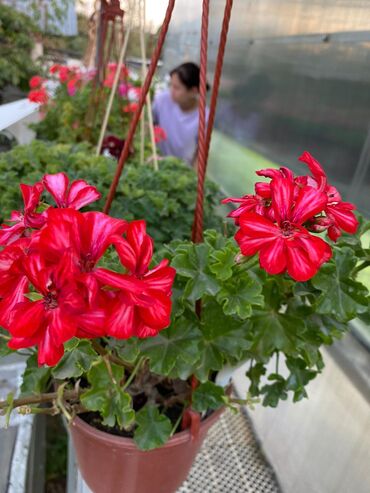 Другие комнатные растения: Пеларгония (плющелистная) — 3