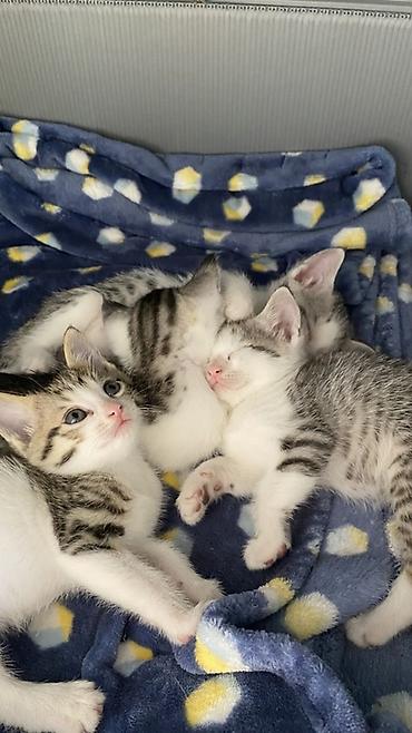 бенгальская кошка домашняя: Американский короткошёрстный котёнок мальчик с серой белыми тигровыми — 3