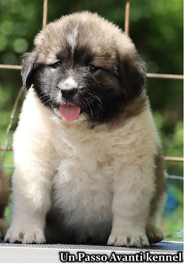 cane corso štenci: Odgajivacnica Un Passo Avanti iz Beograda, trenutno ima zenske stence — 4