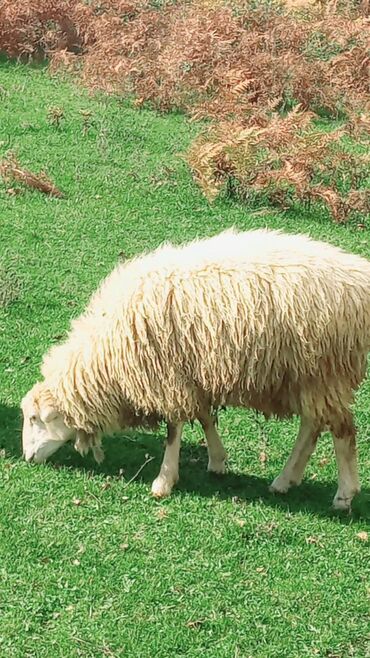 Quzu: Quzu, Erkək, ay: 7, 26 kq, Ətlik, Ünvandan götürmə — 9