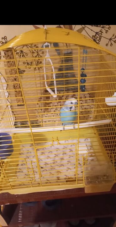jako tutuquşusunun digər adı: Tutuquşu qəfəsi ilə birlikdə təklif olunur. Bu mavi rəngli budgerigar