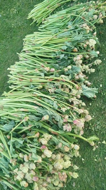 купить стиральный порошок оптом от производителя: Другие продукты питания
