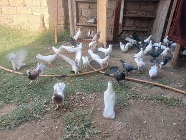 Salam Aleykum Bəzi quslar satilir içerisinde uçan yerde oynayan var