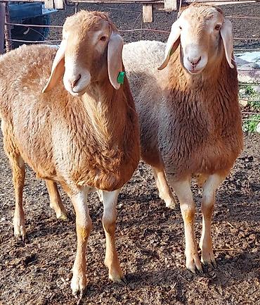 Баран, овца: Продаю | Ягненок, Баран (самец) | Для разведения | Племенные, Осеменитель — 7