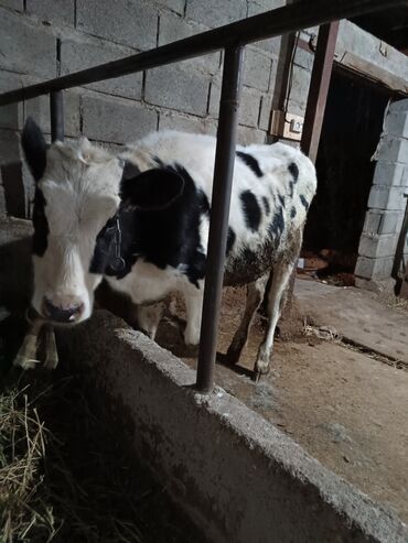 Коровы, быки: Продаю | Тёлка | Голштин | Для разведения, Для молока | Племенные, Искусственник
