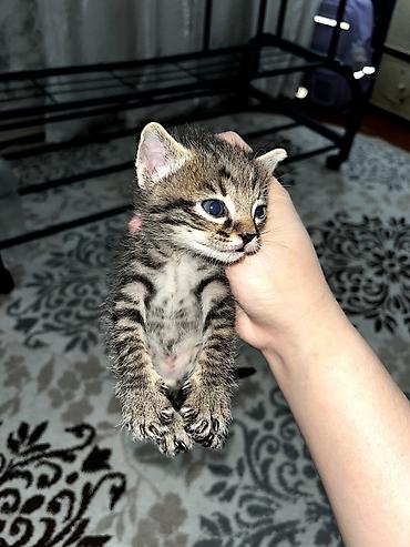 Продажа кошек: Продаю котят. котятам ровно месяц, ещё грудные at lalafo.kg — 15 Продажа кошек: Продаю котят. котятам ровно месяц, ещё грудные — 15