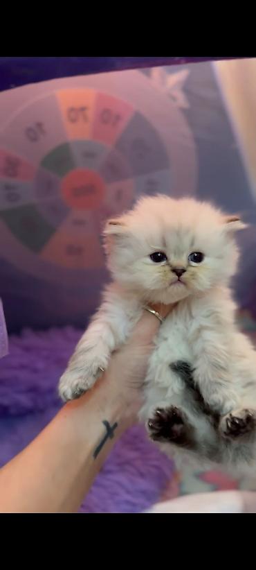 Кошки: Ragdol British cins bebelerimiz satılır 3dene ağ erkekdi- qara olan — 3