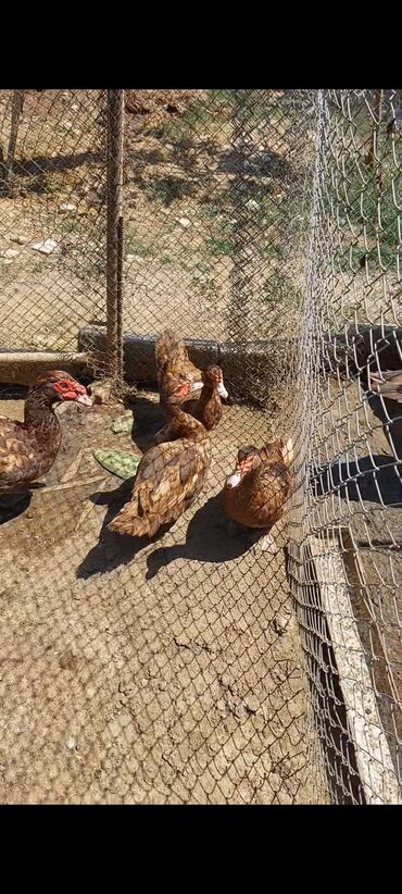 Akvarium aksessuar və ləvazimatları: 3 dene kariwni fere satilit unvan Novxani isdeyen elaqe saxlayar