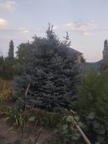 доп свет: Саженцы деревьев: Ели, Самовывоз
